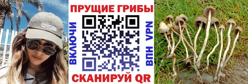где купить   Межгорье  Галлюциногенные грибы Psilocybine cubensis 